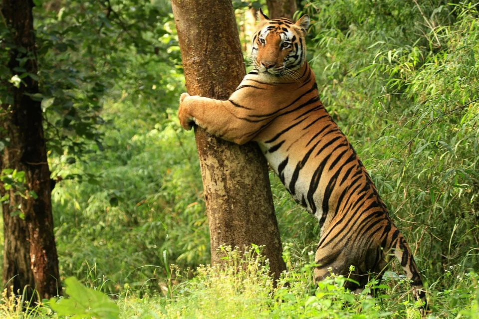 कान्हा में बाघ की फाइल तस्वीर। बुकिंग गाइड के साथ संदर्भ के लिए; वन्यजीव दिखना सुनिश्चित नहीं होता।